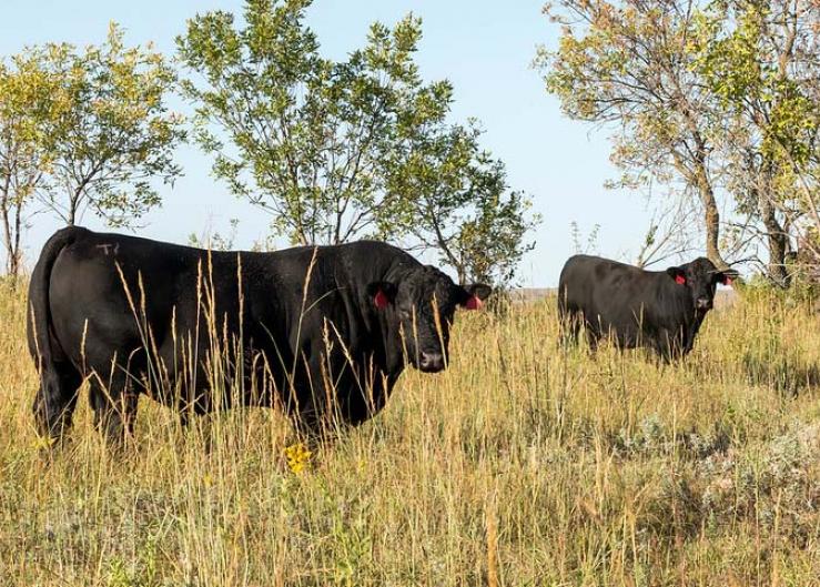 Old Bulls Bring New Genetic Benefits To Light
