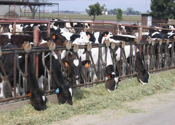 USDA updates dairy cattle H5N1 restrictions