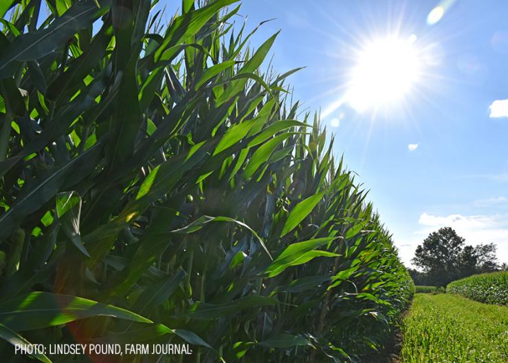 Weak Global Demand for U.S. Corn Good for Dairy 