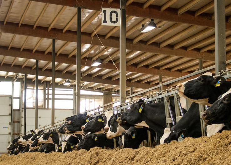 Producers Can Now Enroll in Dairy Margin Coverage for This Year