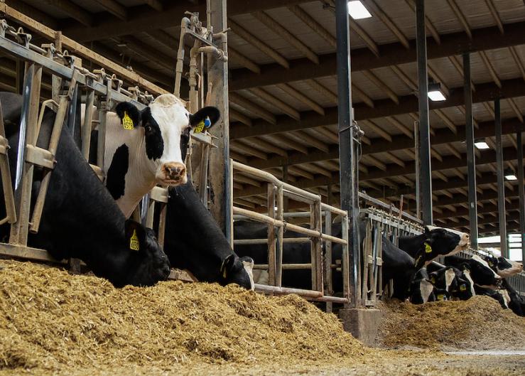 What Should Mortality Rates Be On A Dairy Farm?