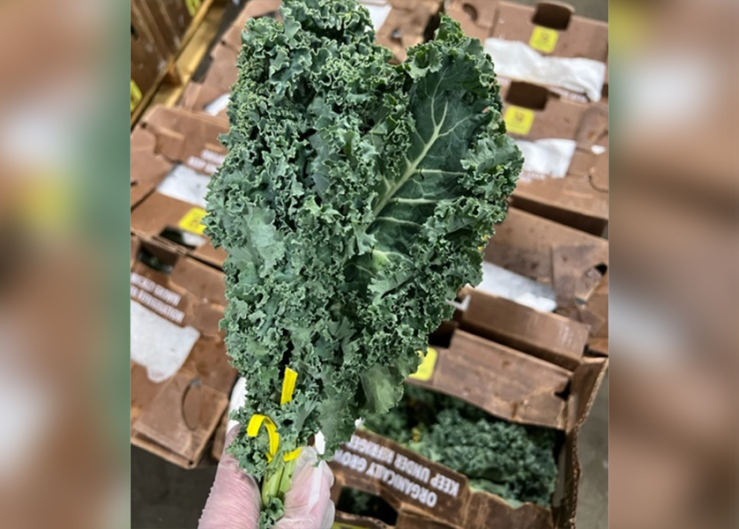 Boskovich Farms moves fall-winter organic vegetable deal to Mexico
