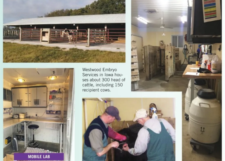 DVM's Business Provides Top Genetics to Beef Producers Here and Abroad