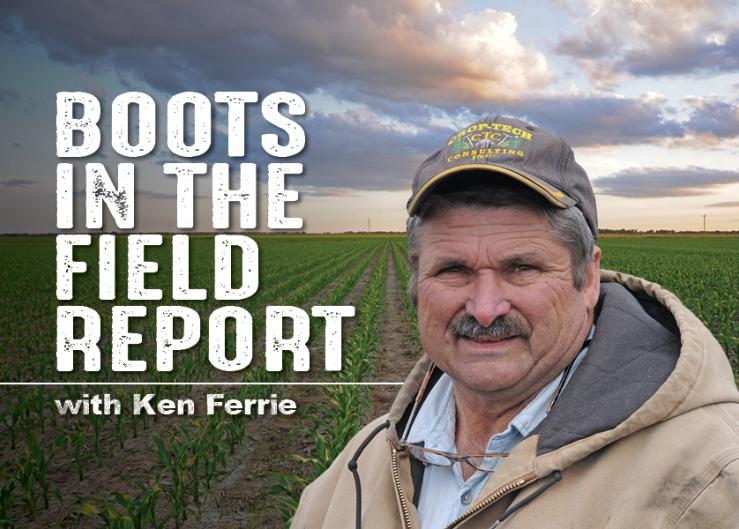 Ken Ferrie: Lethal Low Temperatures and Frost Delivered Deadly Blows in Illinois Corn and Soybeans