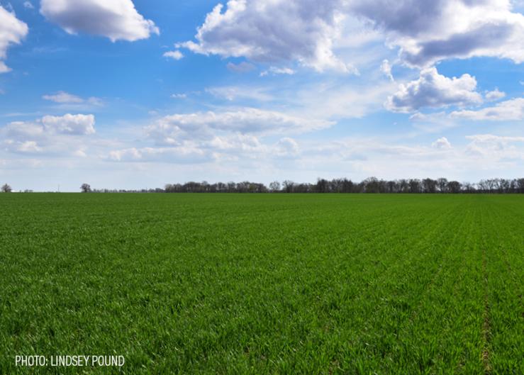 HRW, SRW crops continue to trend in opposite directions 