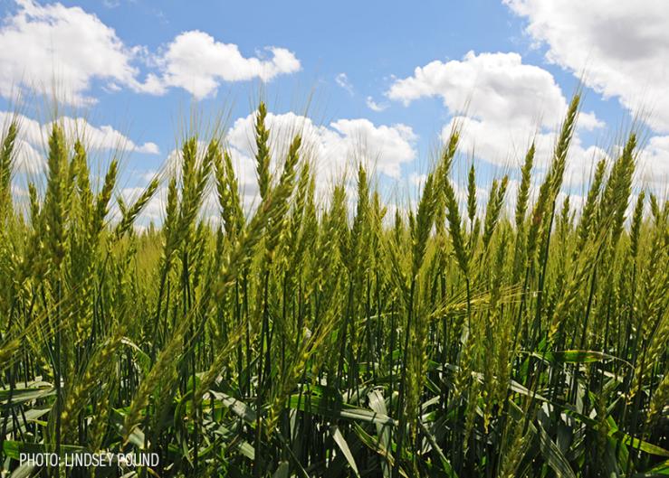 Corteva Introduces New Herbicide For Cereal Crops