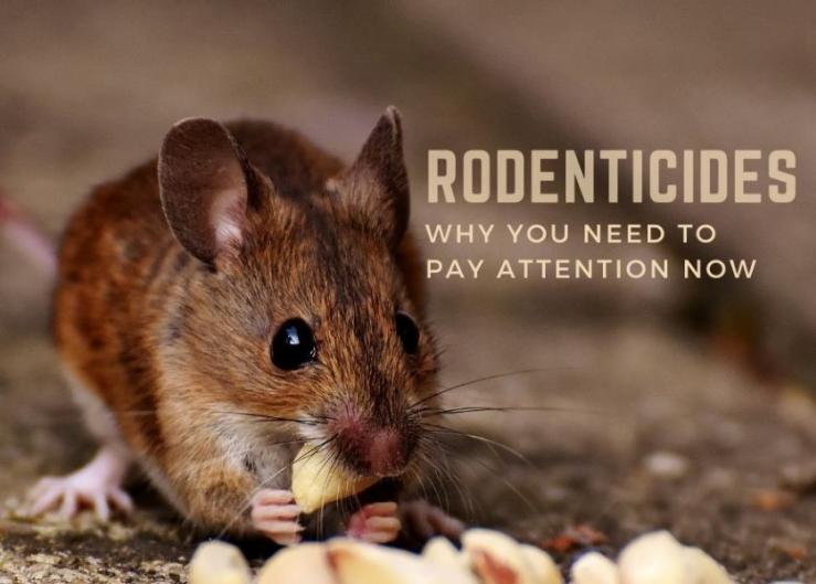 Why You Need to Pay Attention Now to EPA’s Proposed Rodenticide Mitigation Measures 