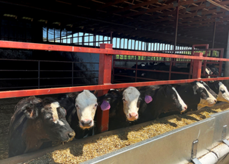 Early Adopters Find Unique Approaches to Alternative Cow Housing Systems