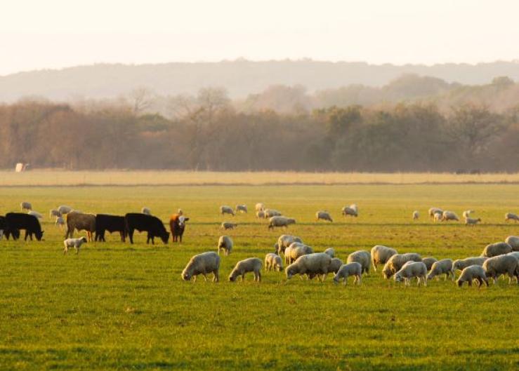 Diversify Income Opportunities with Multispecies Grazing