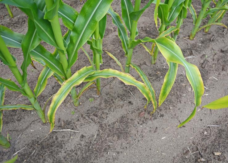 Be More Than Oh-K: How To Manage Your Field’s Potassium Levels