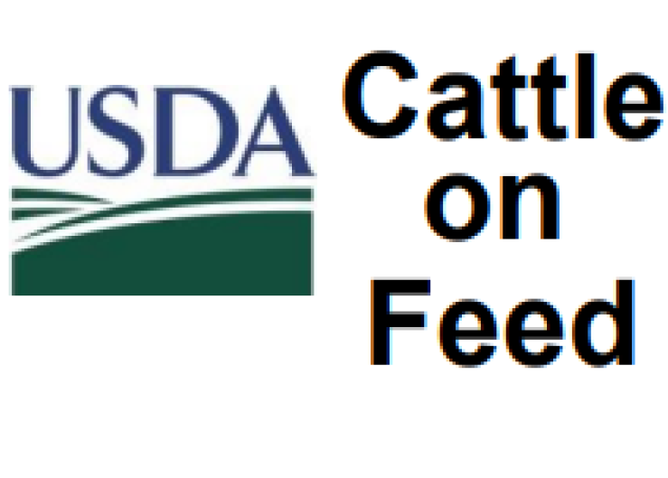 Cattle on Feed Report: Sharp drop in placements