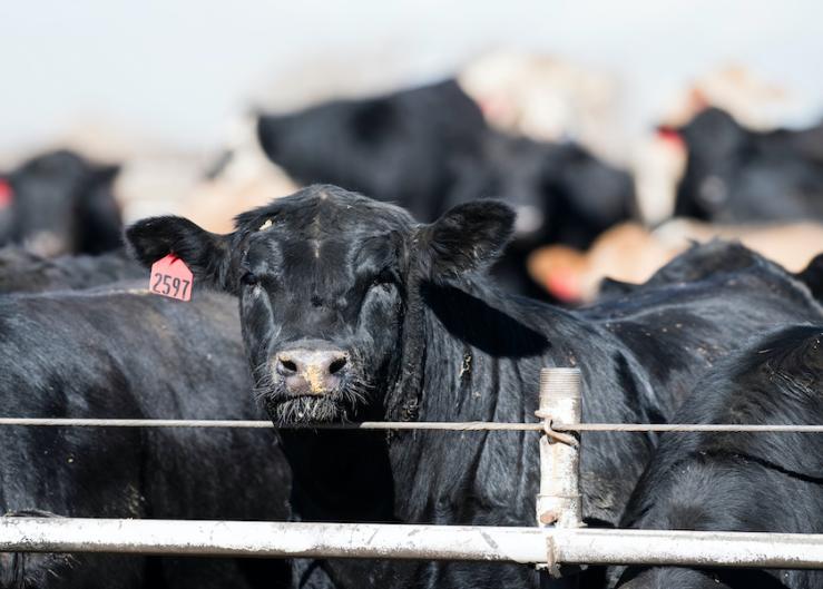 Feedlot Cattle Health Summits Scheduled for Scott City, KS, and Kearney, NE