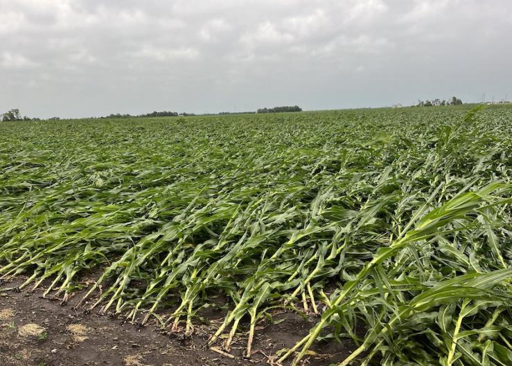 Derecho Packs Punch of 100 MPH Winds, Flattens Cornfields and Crushes Grain Bins Across the Midwest