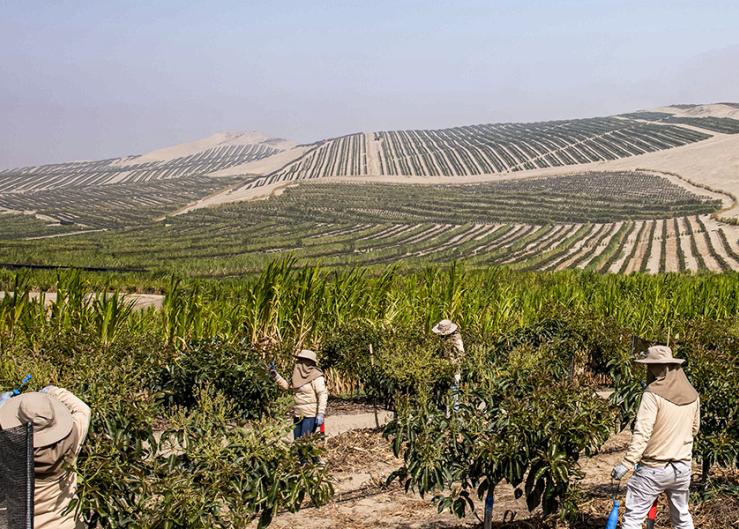 String of unlucky weather slows Peruvian avocado and asparagus exports