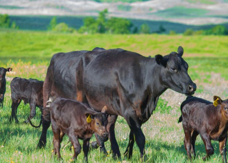 Differences Between High-, Medium-, and Low-Profit Cow-Calf Producers