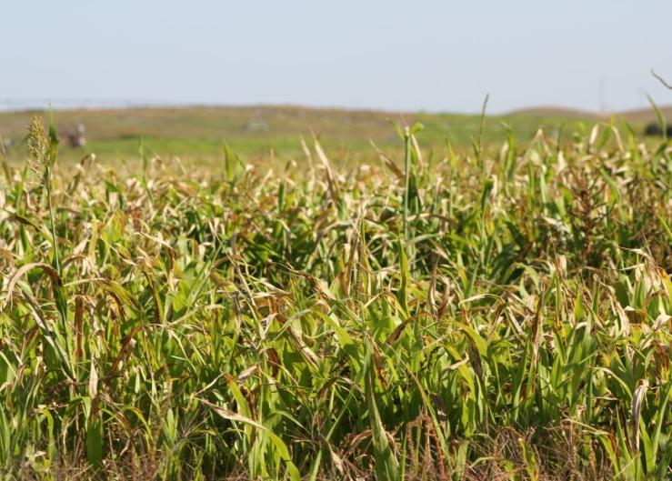 Options for Safely Using High-Nitrate Forage: Grazing, Silage and Haying