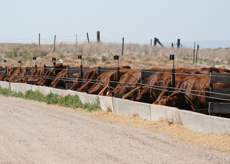 Why Consider Drylotting Cows this Fall?