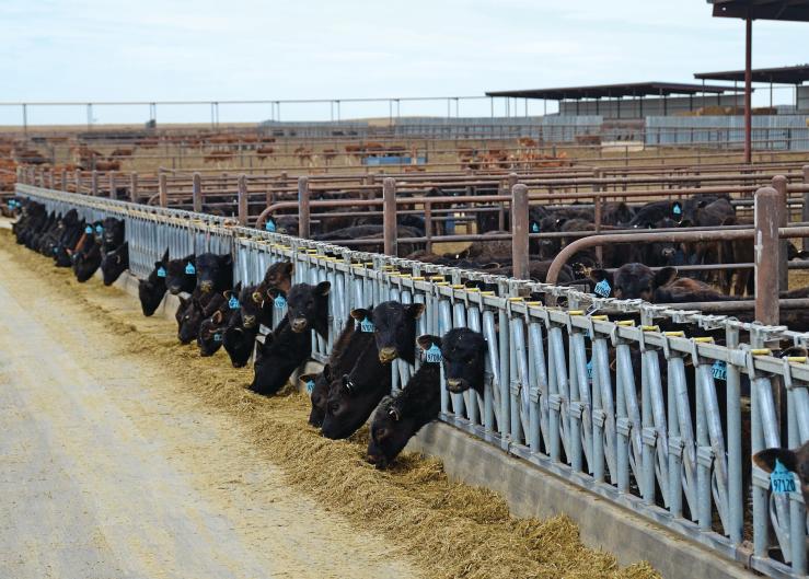 Grants Seek to Address Liver Abscess Formation in Cattle 