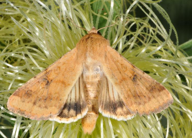 Male Moth ‘Aphrodisiac’ Revealed 