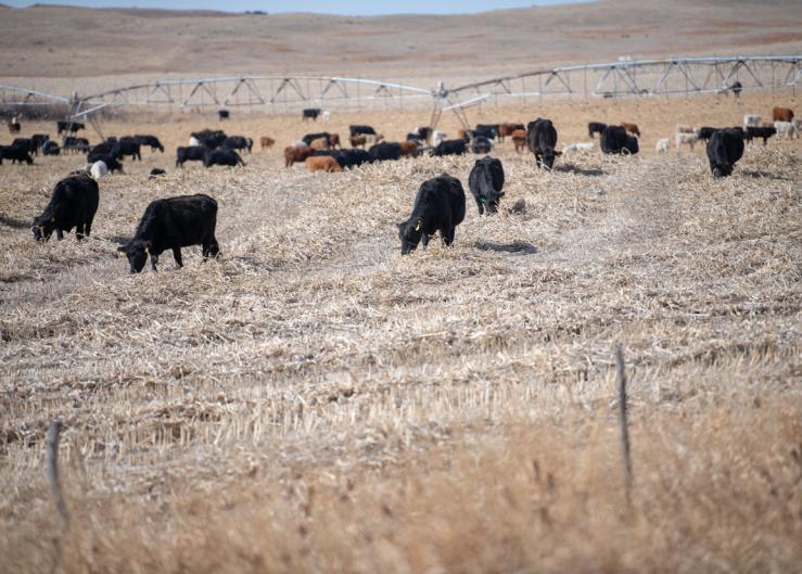 Windrow Grazing Annual Forages to Extend the Grazing Season