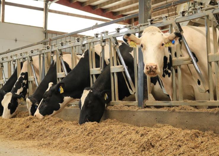 USDA Now Requiring Mandatory Testing and Reporting of HPAI in Dairy Cattle as New Data Suggests Virus Outbreak is Widespread