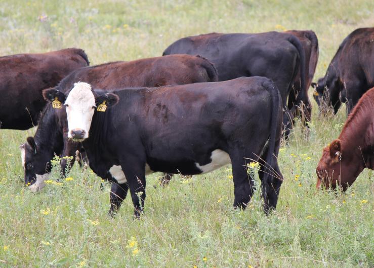 Cull Cow and Beef Prices Bounce Higher