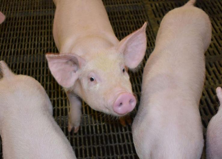 Trace Minerals Can Counter Reproductive Problems in Swine – Zinpro®