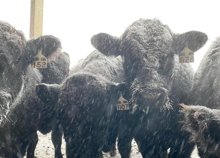 Winter Management Strategies of Herd Bulls