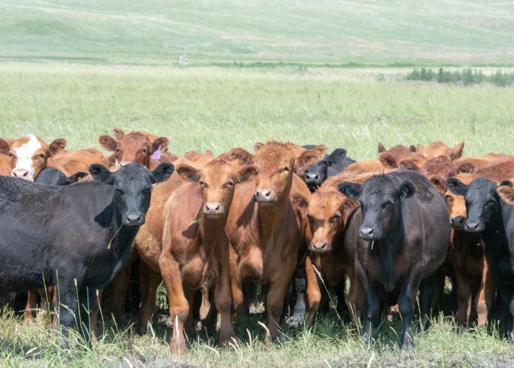 Genetic Merit Pricing Task Force Begins Work to Accelerate Use of Genetic Information for Feeder Cattle 