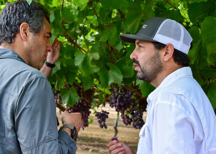 How table grape growers can prepare for El Niño 2023 