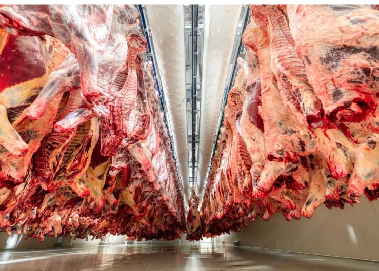 Liver Abscesses in Beef-on-Dairy Cattle are Costing Packers Big Money