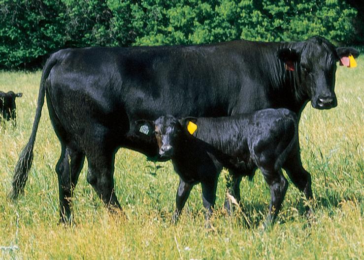 Spring Calving Strategies: Insights From a Veterinarian-and-Nutritionist Team