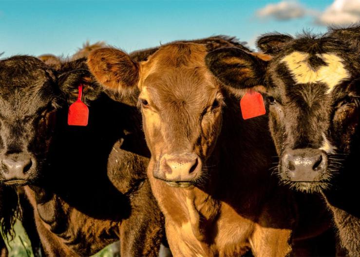 Reducing Development Costs for Replacement Heifers