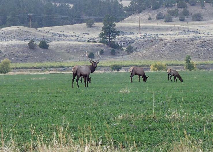 Wyoming Lawmaker Proposes All-You-Can-Kill Elk Permits for Ranchers