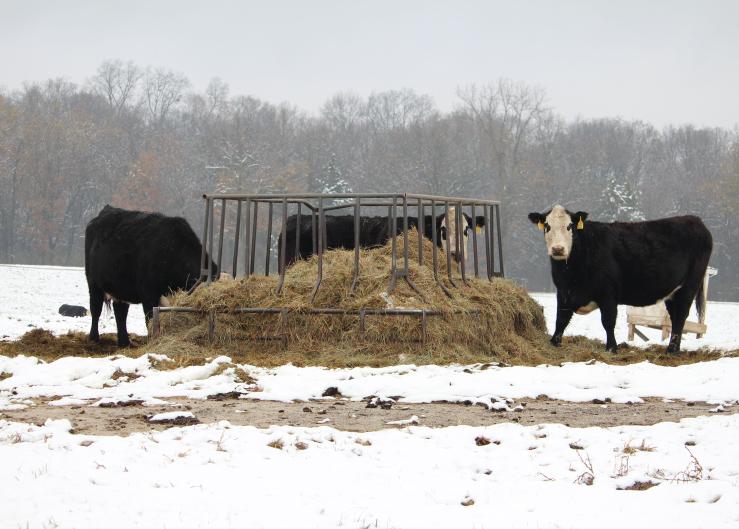Monitor Cow Condition During Weather Stress