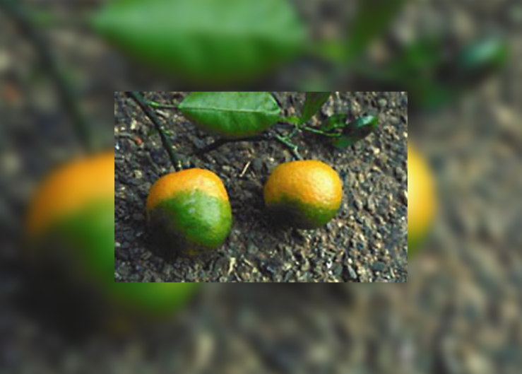 Citrus Greening Disease/HLB | The Packer