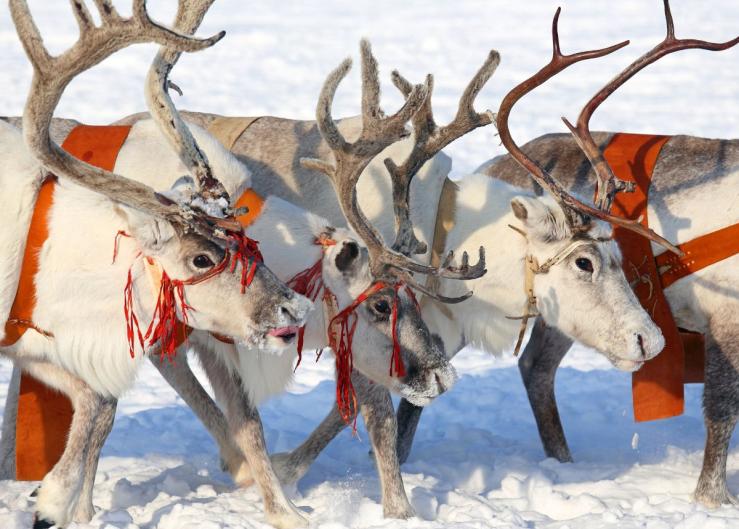 USDA Issues Permit for Santa’s Reindeer to Enter the U.S.