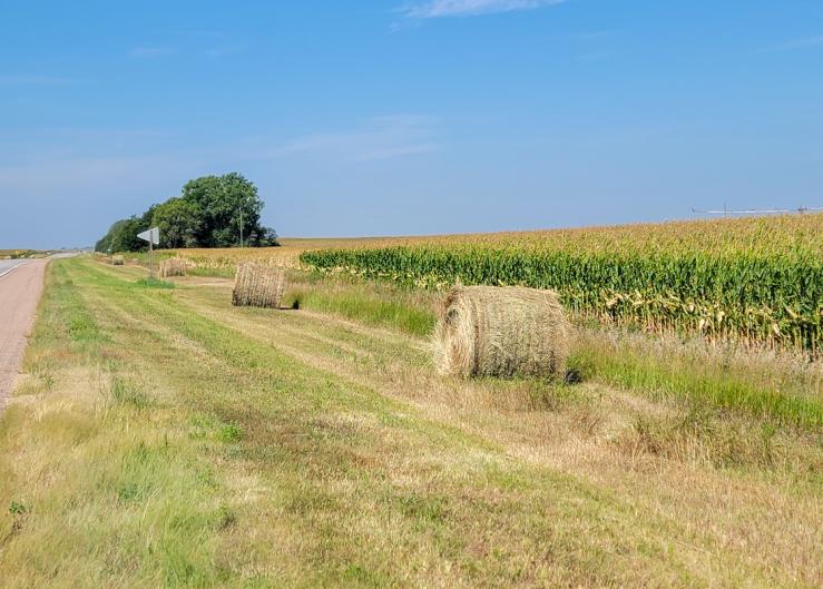 What to Know About Feeding Road Ditch Hay to Cows