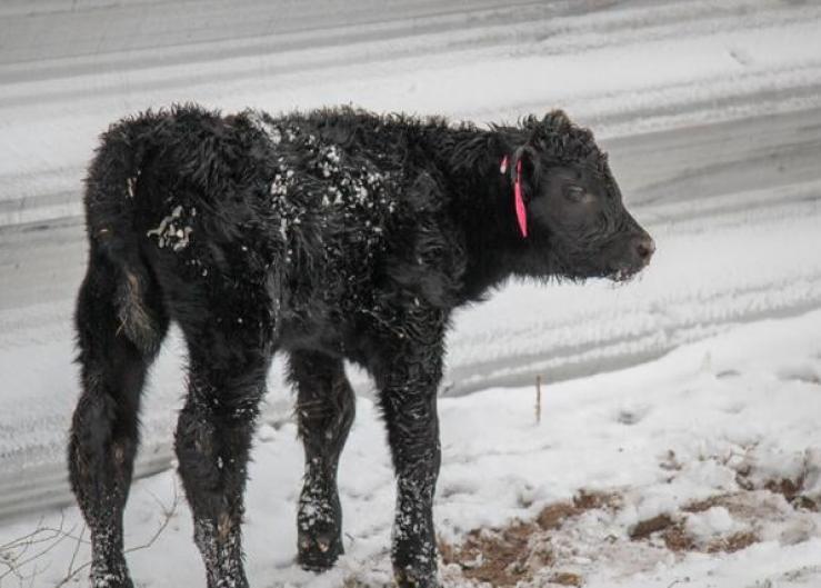 Managing Hypothermia for Newborn Calves