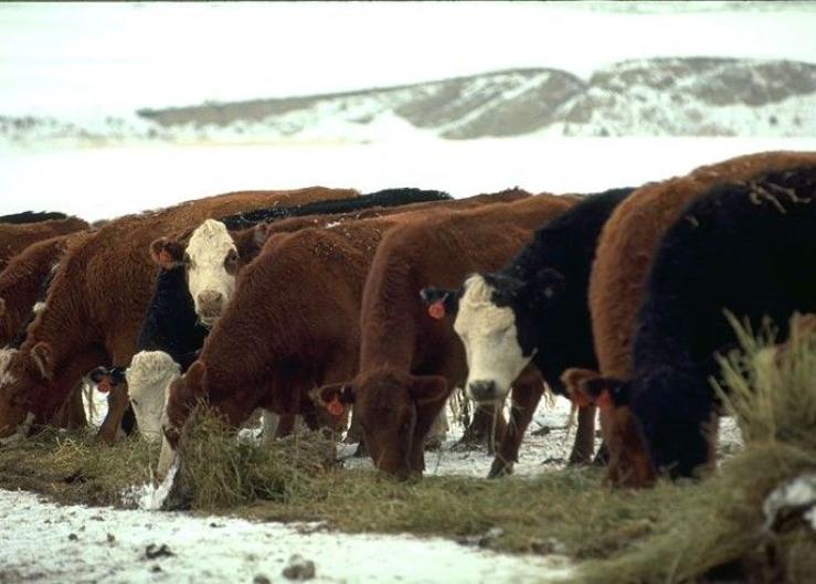 CattleFax Cow-Calf Survey Released