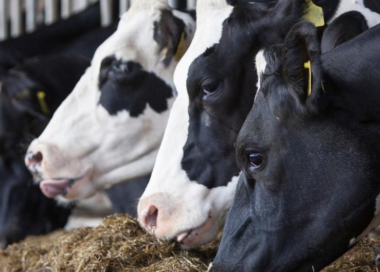 States Restrict Cattle Movement From Those With BIAV