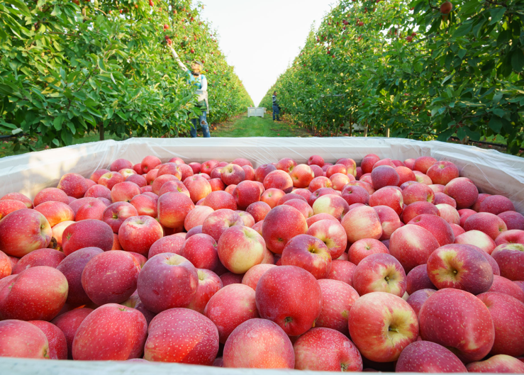 Exploring Trader Joe's: Envy apples