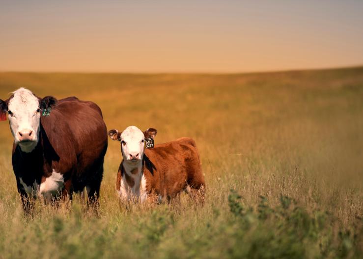 Effective Parasite Management in Beef Calves
