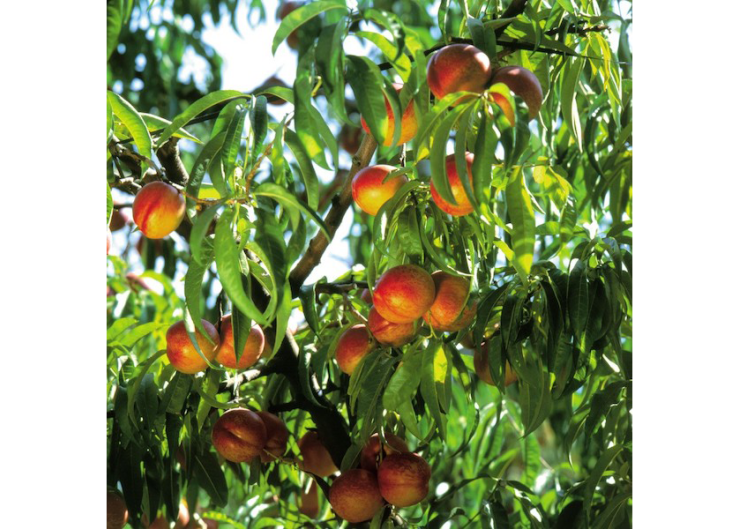 Chilean stone fruit committee forecasts a 15% increase in volume