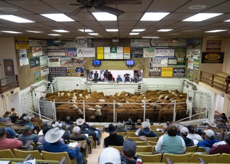 Hereford Influence Sells Strong in South Dakota