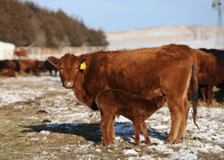 Tips for Managing Calving in Muddy Conditions