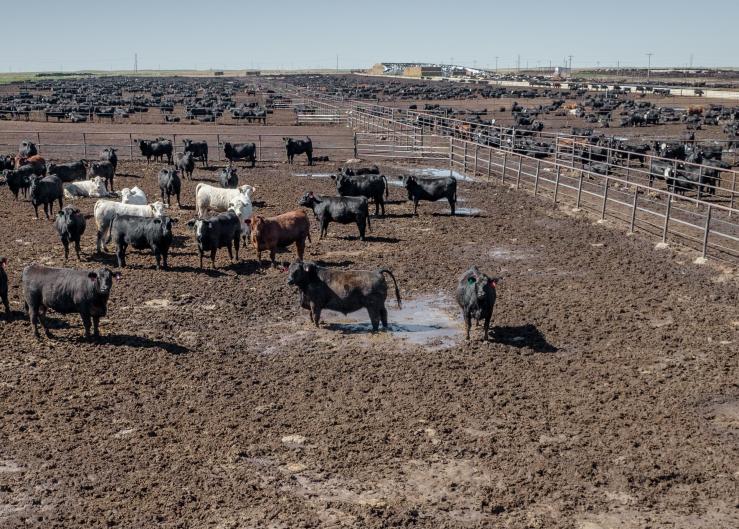 Tips for Dealing with Wet, Muddy Feedlot Conditions