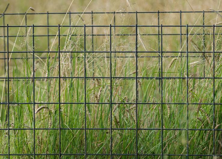 Gain a New View of Your Pastures’ Forage Potential