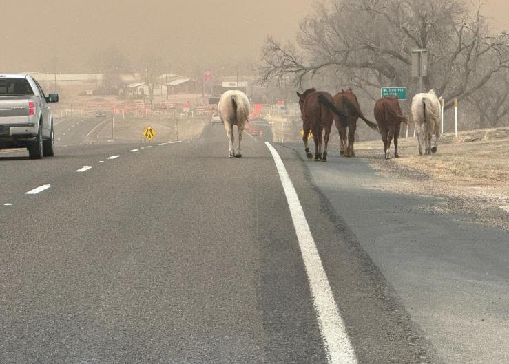 Hay, Feed, Fencing Supplies Needed to Support Panhandle Wildfire Victims