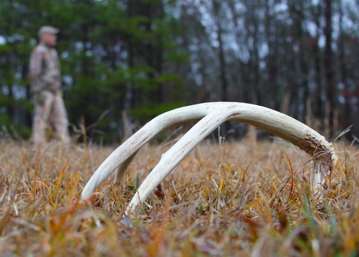 Part 2: A Close Look at an Antler, Autumn 2019, Resilient Forest Series